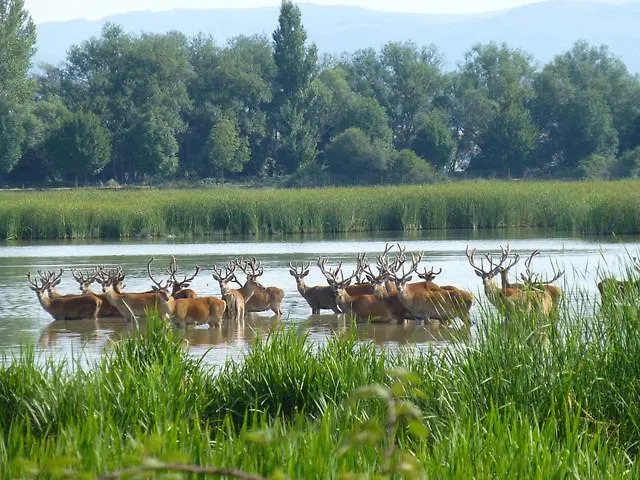 Musikarte Etxea Дом отдыха Эставильо